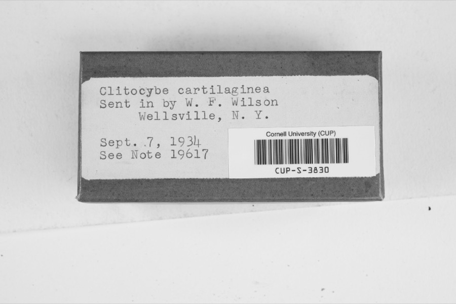 Specimen of Clitocybe cartilaginea (Bull.) Bres.