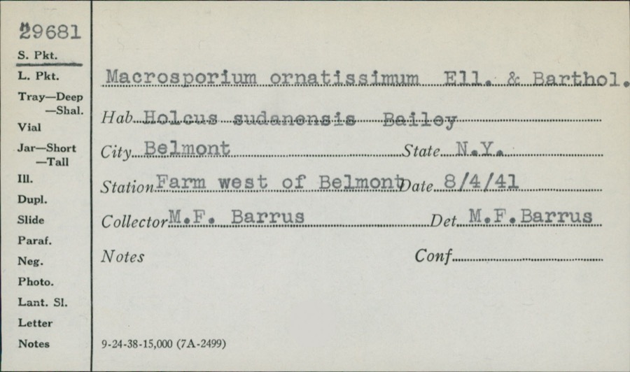 Specimen of Macrosporium ornatissimum Ellis & Barthol.