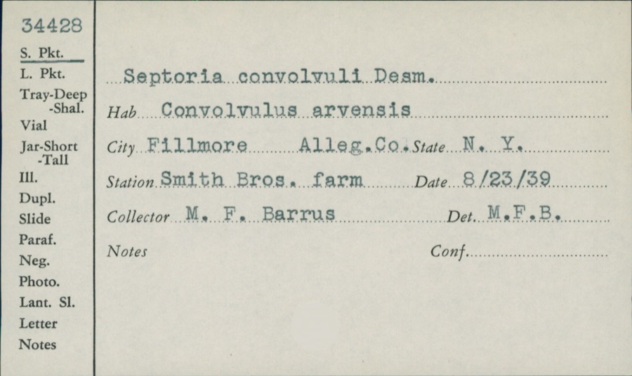 Specimen of Septoria convolvuli Desm.