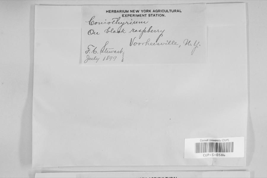 Specimen of Coniothyrium Corda, 1840