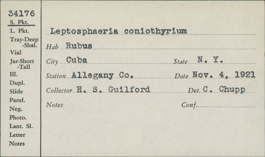 Specimen of Leptosphaeria coniothyrium (Fuckel) Sacc.