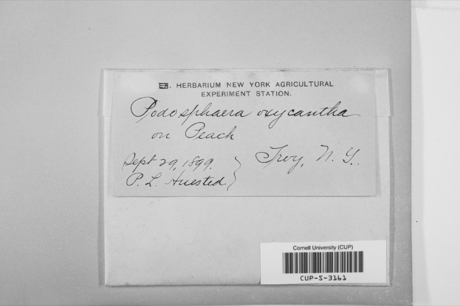 Specimen of Podosphaera oxyacanthae (DC.) de Bary