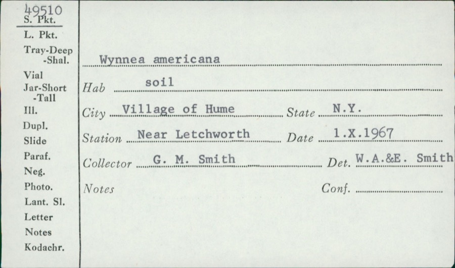Specimen of Wynnea americana Thaxt.