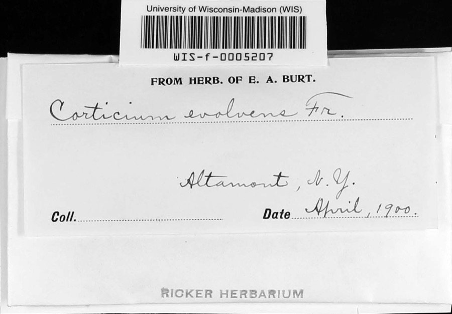 Specimen of Corticium evolvens (Fr.) Fr.