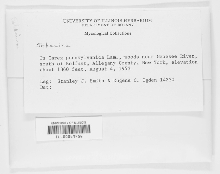 Specimen of Sebacina Tul. & C.Tul.