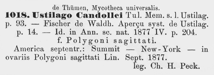 Specimen of Ustilago candollei Tul. & C.Tul.