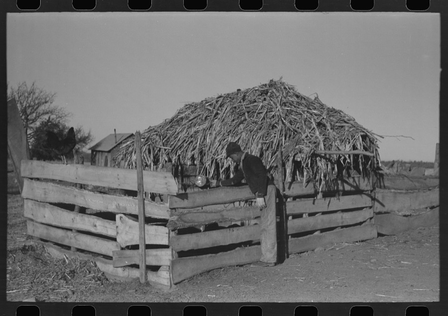 Pouring bran into can for mixing into a mash for the hogs. Sons of Pomp Hall, Negro tenant farmer, Creek County, Oklahoma. See general caption number 23