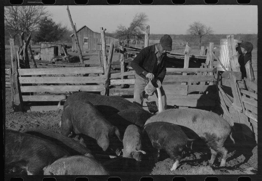 Pouring bran into can for mixing into a mash for the hogs. Sons of Pomp Hall, Negro tenant farmer, Creek County, Oklahoma. See general caption number 23