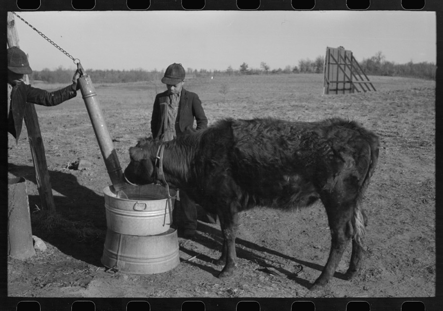 Sons of Pomp Hall, Negro tenant farmer, watering a calf on the farm, Creek County, Oklahoma, See general caption number 23