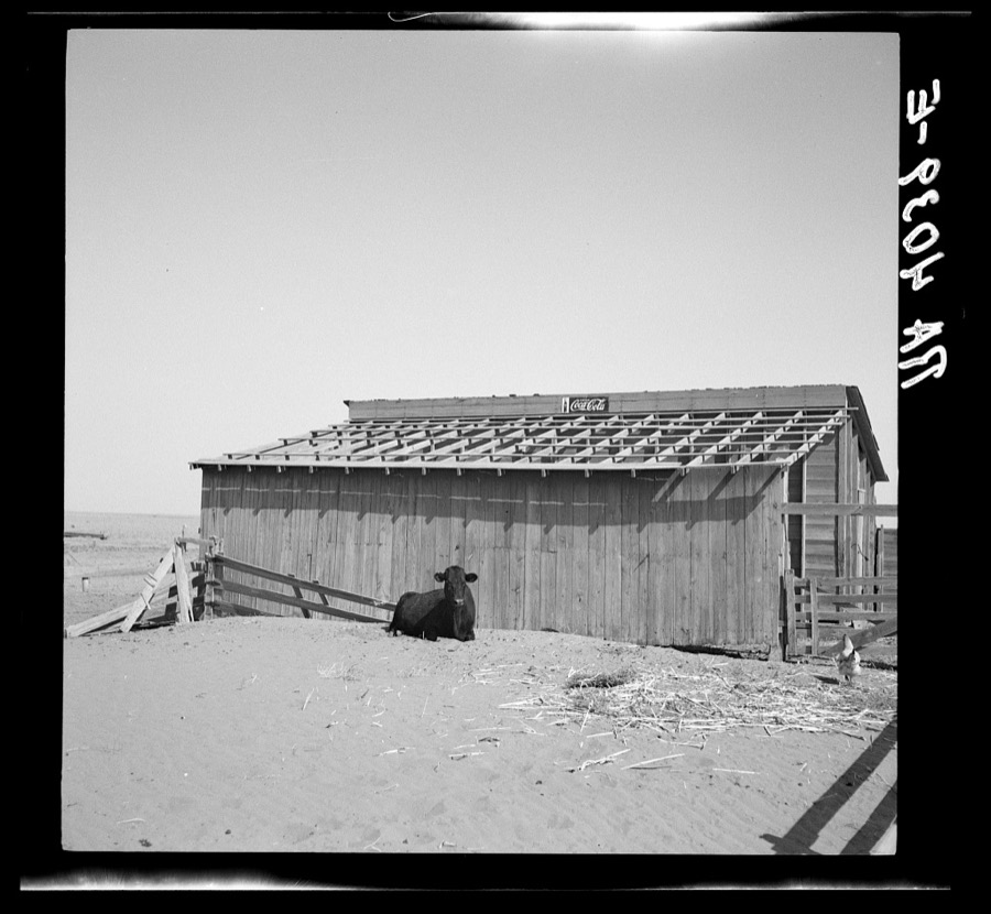 This farmer took the roof off his barn to make a windbreak for his garden. There was no rain. Cimarron County, Oklahoma