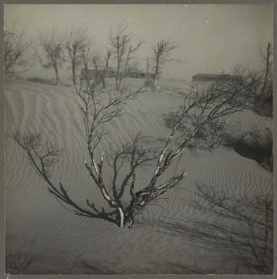 Orchard destroyed by drifting sand. Cimarron County, Oklahoma