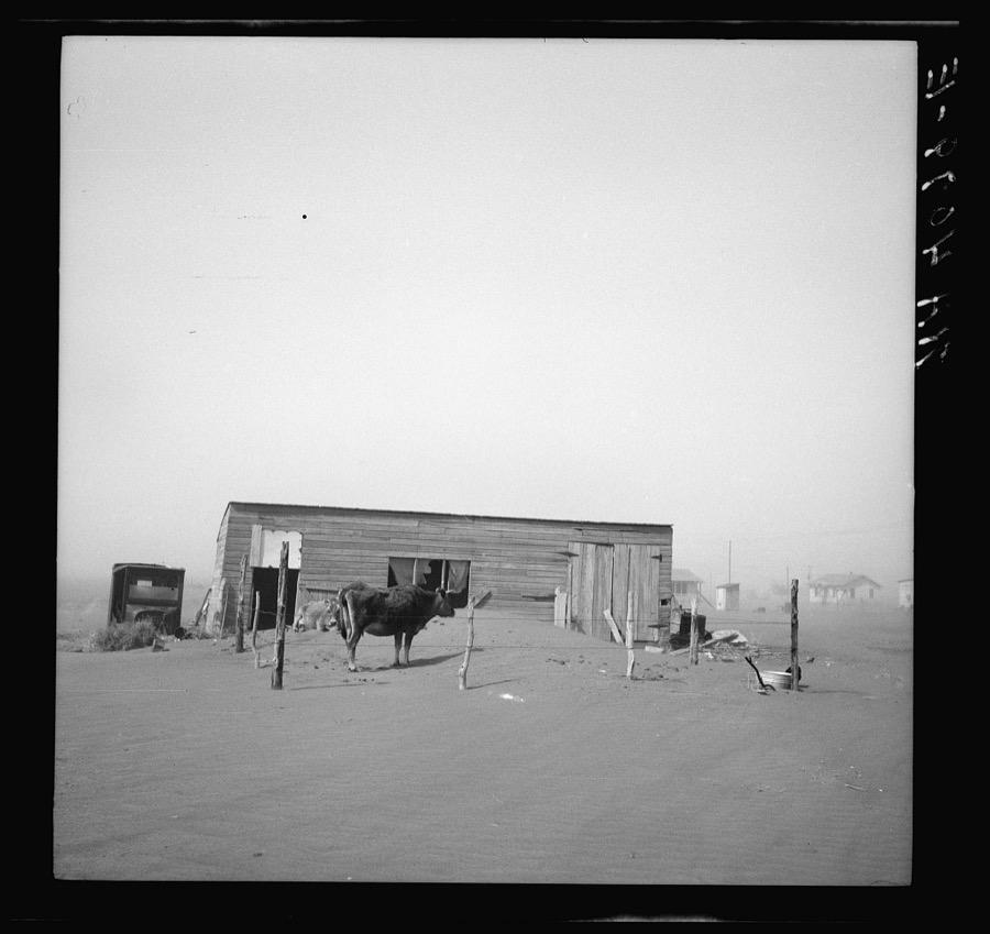 Cows that have been moved into the city still get plenty of dust. Boise City, Oklahoma