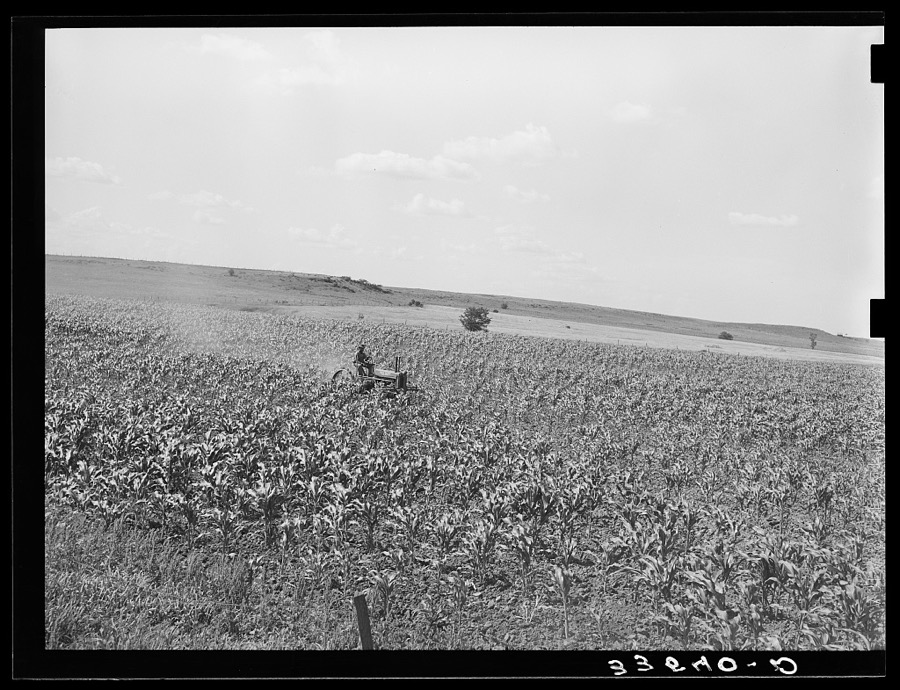 Plowing corn. Wagoner County, Oklahoma