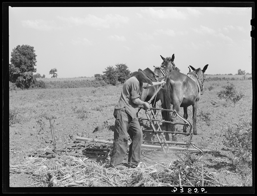 Son of tenant farmer adjusting spike-tooth harrow. Near Muskogee, Oklahoma. Refer to general caption number 20