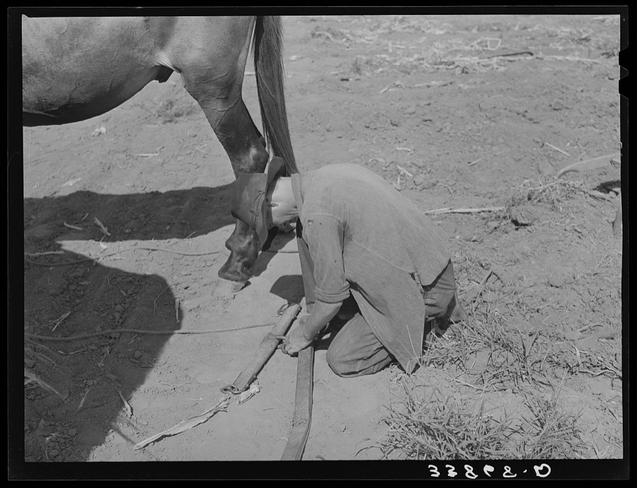 Son of tenant farmer hooking up for field work near Muskogee, Oklahoma.  Refer to general caption number 20