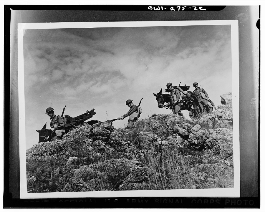 Fort Sill, Oklahoma. Muleteers and cannoneers rolled in one, the men of Battery C, 26th Battalion, Field Artillery Replacement Training Center, consider the most impossible terrain part of the day's work. With their guns and auxiliary equipment slung on the backs of army mules, they break through thick forests, ford streams, and scale mountain ranges. Their job is to go where mechanized and horse-drawn artillery can't go