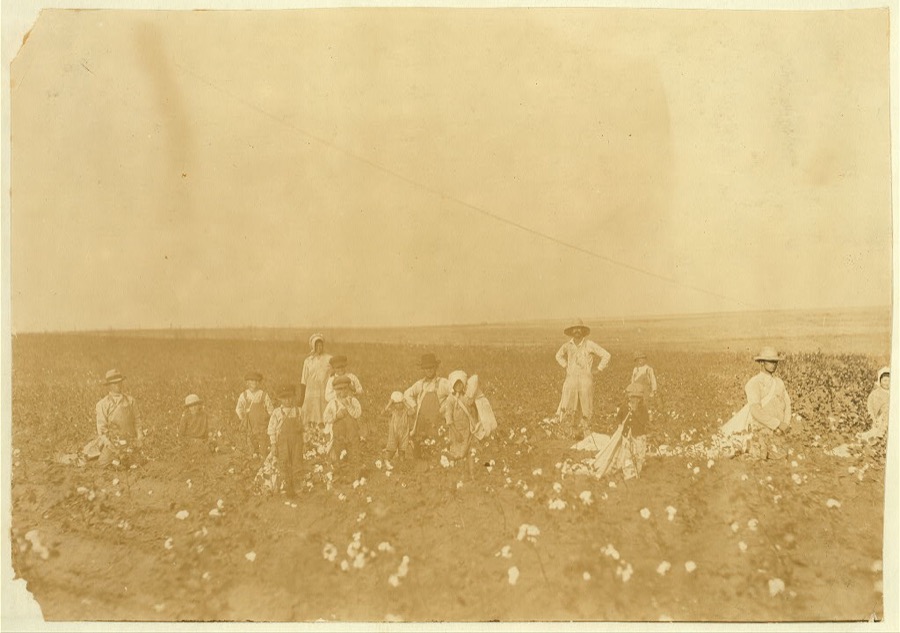 Benton Hill, a renter, Tinney, Okla. Two other families were helping Mr. Hill and his children pick his cotton. Four adults and 10 children of following ages: 1 boy of 3 years, 2 boys and 1 girl of 5 years, 1 boy and 1 girl of 7 years, 1 boy of 8, 1 boy of 9 years, 1 girl of 11 years and 1 boy of 15 years. Everyone had a sack and was picking industriously. The parents said that Fred, 3 years old, sometimes picks 20 pounds a day and Vera, 5 years old, picks 25 pounds a day. See photos of Fred and Vera.  Location: Comanche County, Oklahoma