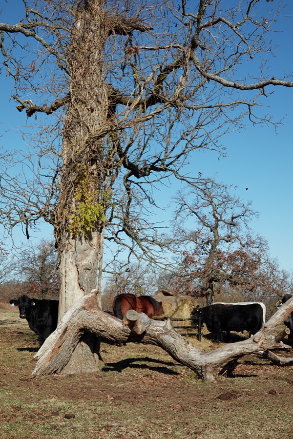 Cattle don't lurk, but if they did, this would be a good, gnarled tree in Osage County, Oklahoma, behind which to do so