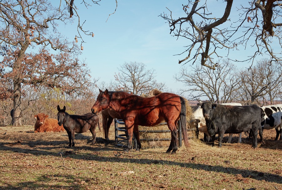 A mix of livestock, cattle, a horse, and a donkey, congregate on a ranch in Osage County, Oklahoma