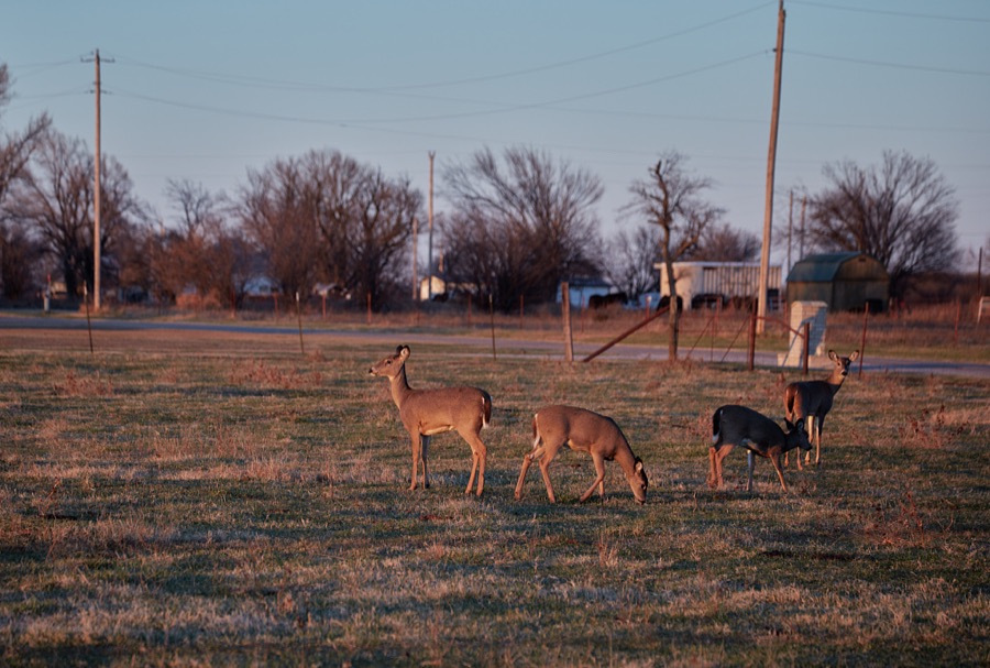 Deer feel perfectly comfortable making themselves comfortable across the street from human inhabitation in Osage County, Oklahoma