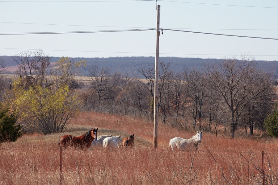 Horses peer from the ochre-colored late fall grass near Barnsdall in Osage County, Oklahoma