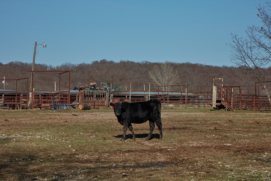 A bovine resident at the Candy Creek Ranch near Barnsdall in Osage County, Oklahoma