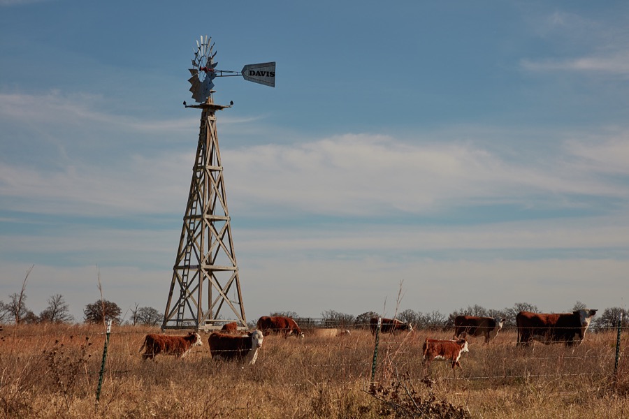 Cattle rumble beneath a tall and handsome windmill near Wynona, in Osage County, Oklahoma