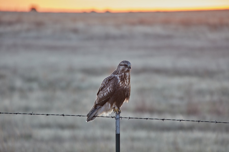 A peregrine falcon rests between hunts on a barbed-wire fence in Osage County, Oklahoma