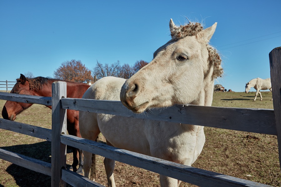 Horses up close at the Will Rogers Birth Home site, near Oologah, Oklahoma