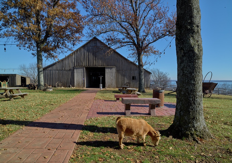 The original barn (and a nibbling goat) at the Will Rogers Birth Home site, near Oologah, Oklahoma