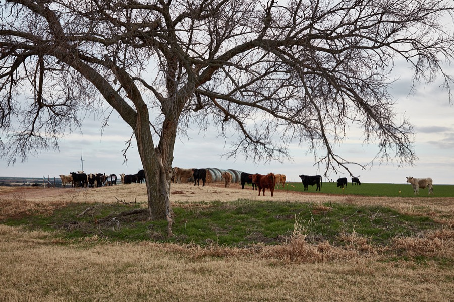 Cows, hay rolls, and a lone tree on the plains equal a rural Oklahoma scene near the tiny crossroads (near-ghost town would be more like it) of Bridgeport, Oklahoma