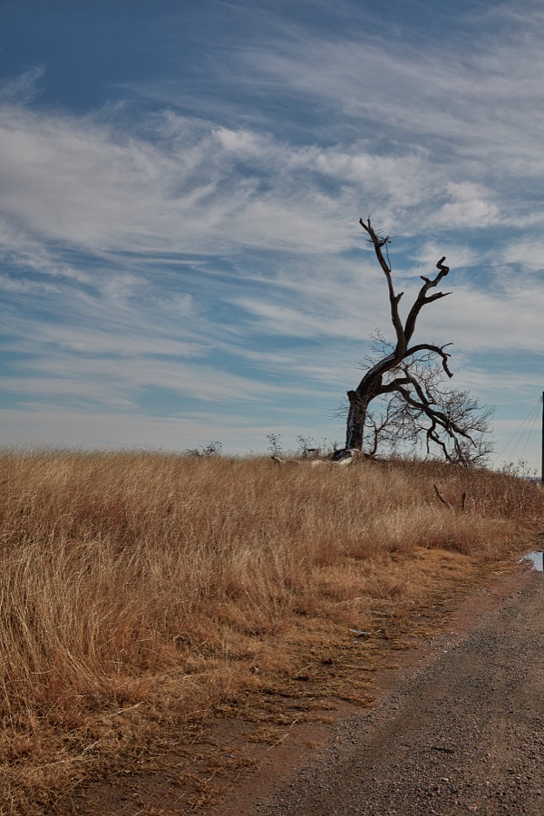 Silhouetted tree on Oklahoma's southern plains, near the city of Elgin