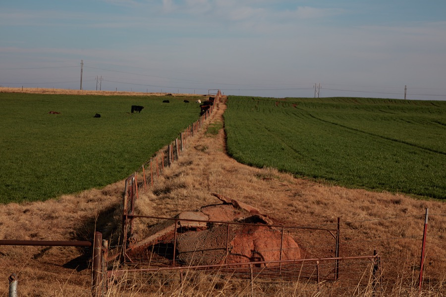 The contrasting colors between prairie grasses and an adjacent soybean field in late fall near Elgin, Oklahoma