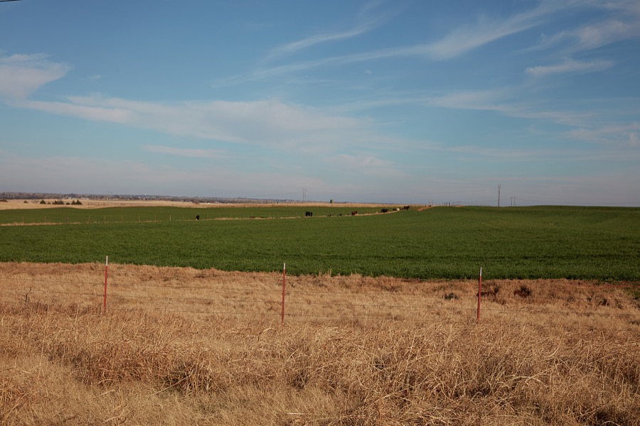 The contrasting colors between prairie grasses and an adjacent soybean field in late fall near Elgin, Oklahoma