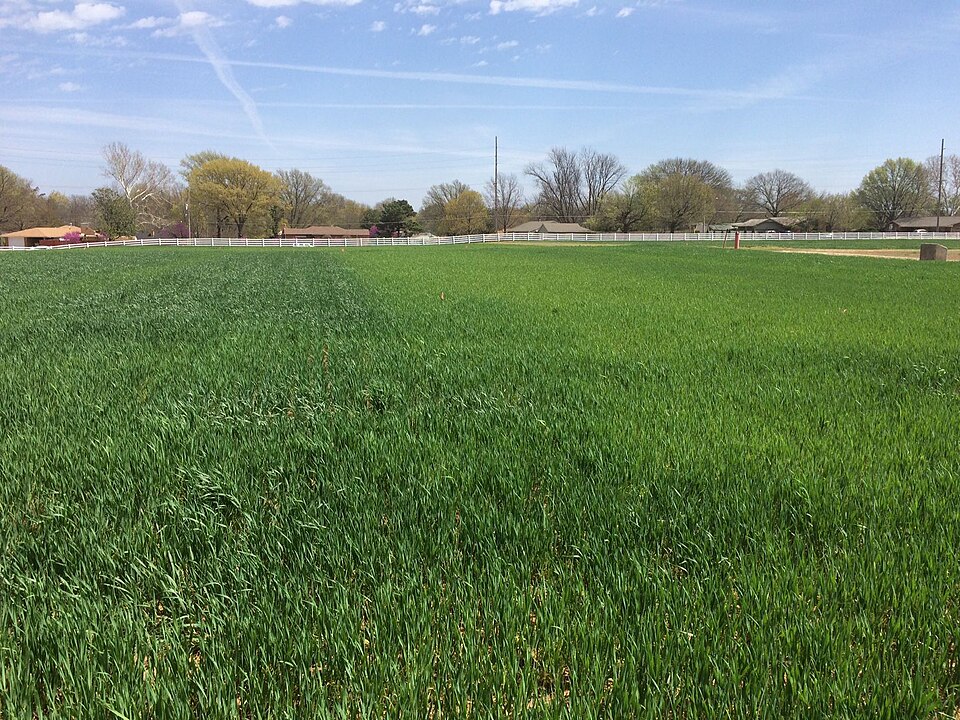 Photograph of Magruder Plots