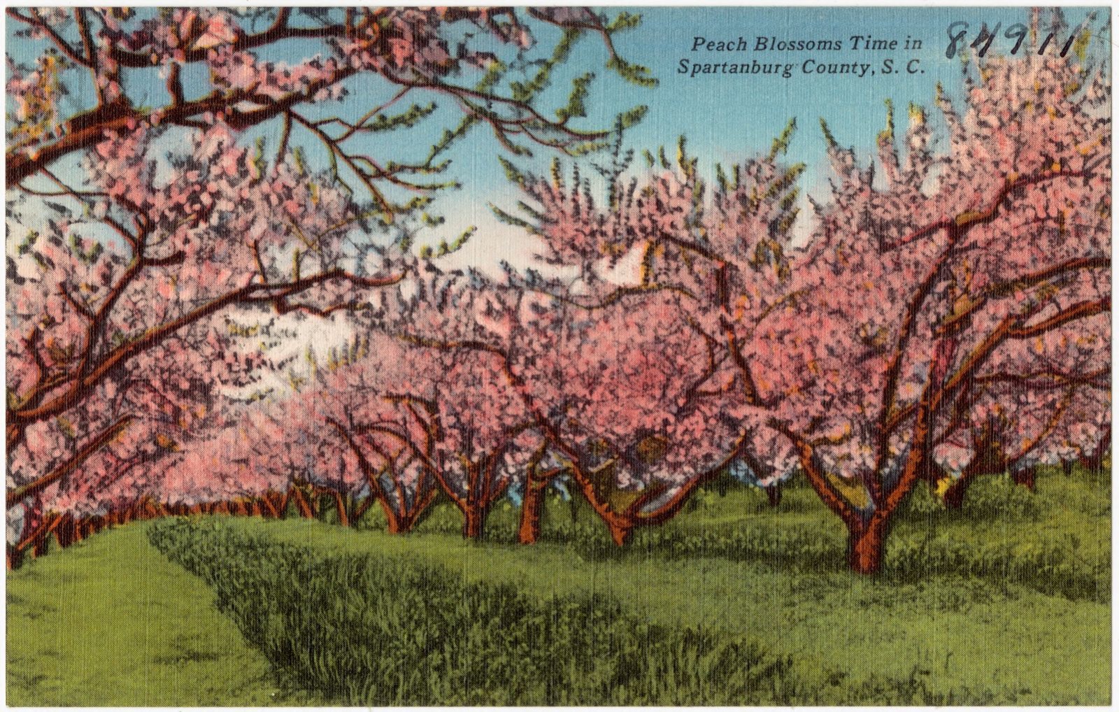 Peach blossoms time in Spartanburg County, S. C., Boston Public Library - undated