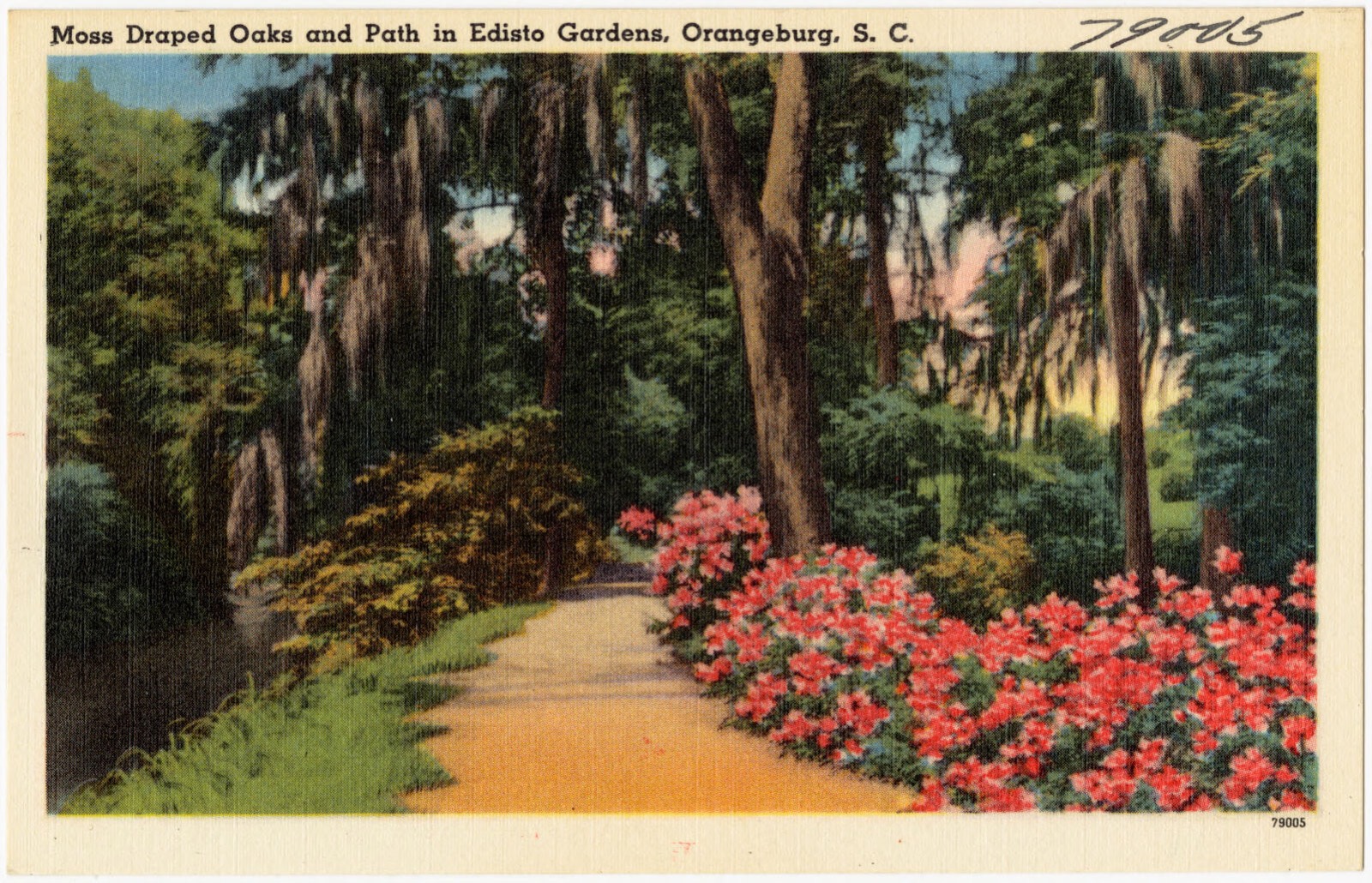 Moss Draped Oaks and path in Edisto Gardens, Orangeburg, S. C., Boston Public Library - undated