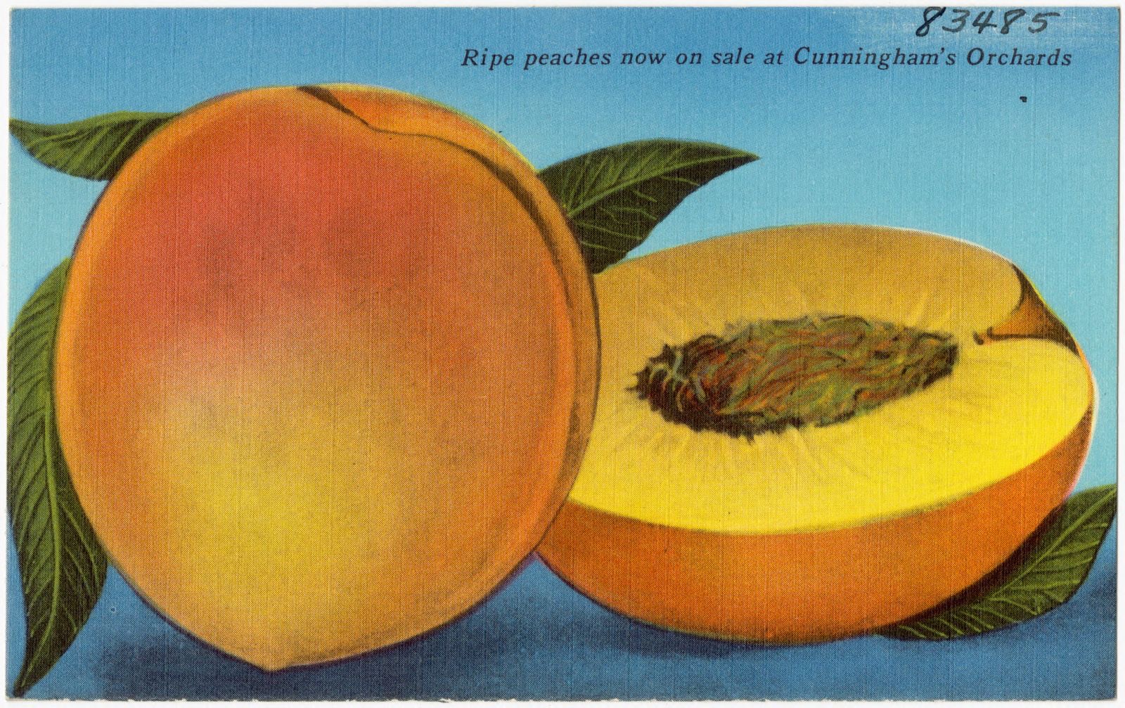 Ripe peaches now on sale at Cunningham's Orchards, Boston Public Library - undated