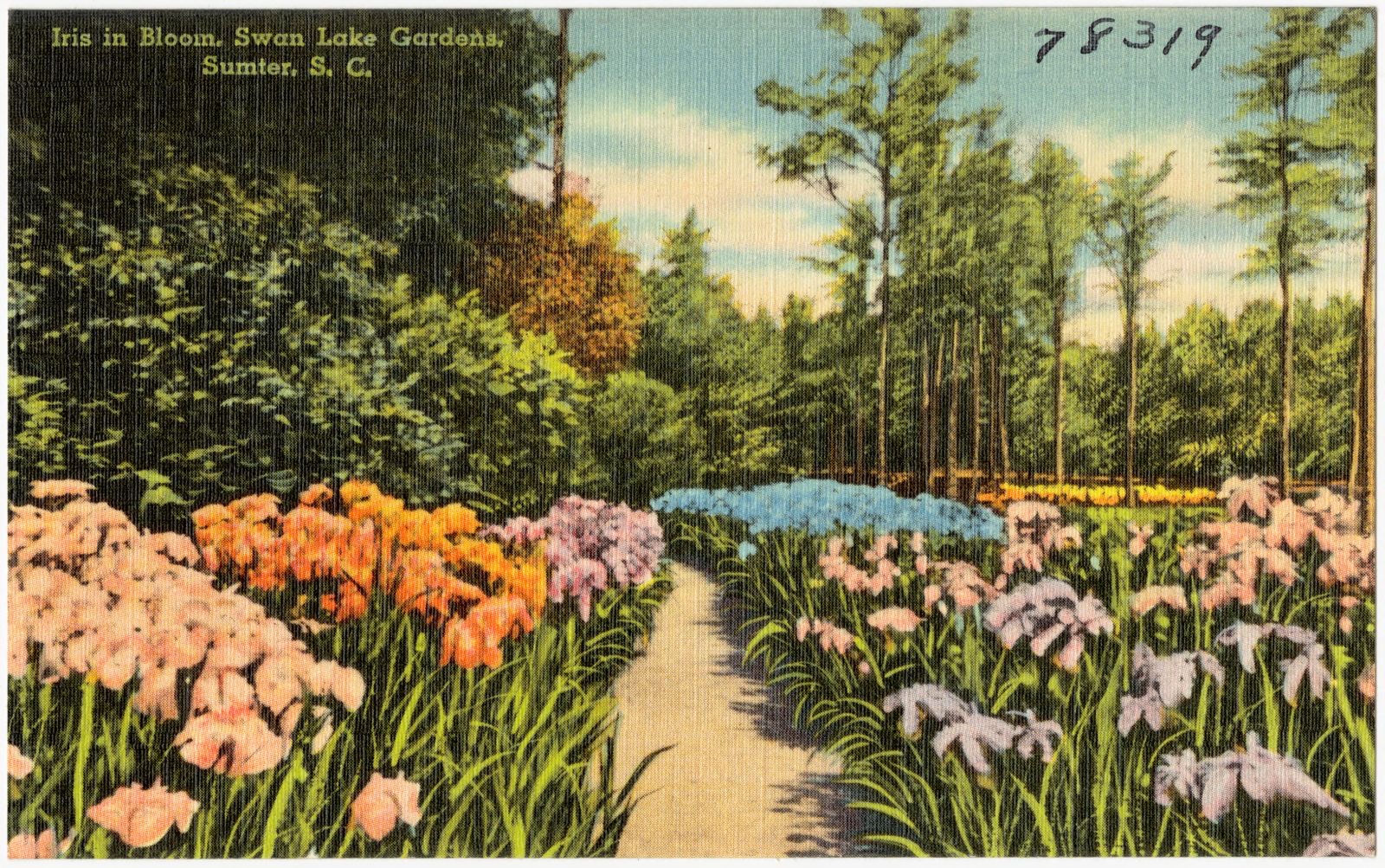Iris in bloom, Swan Lake Gardens, Sumter, S. C., Boston Public Library - undated