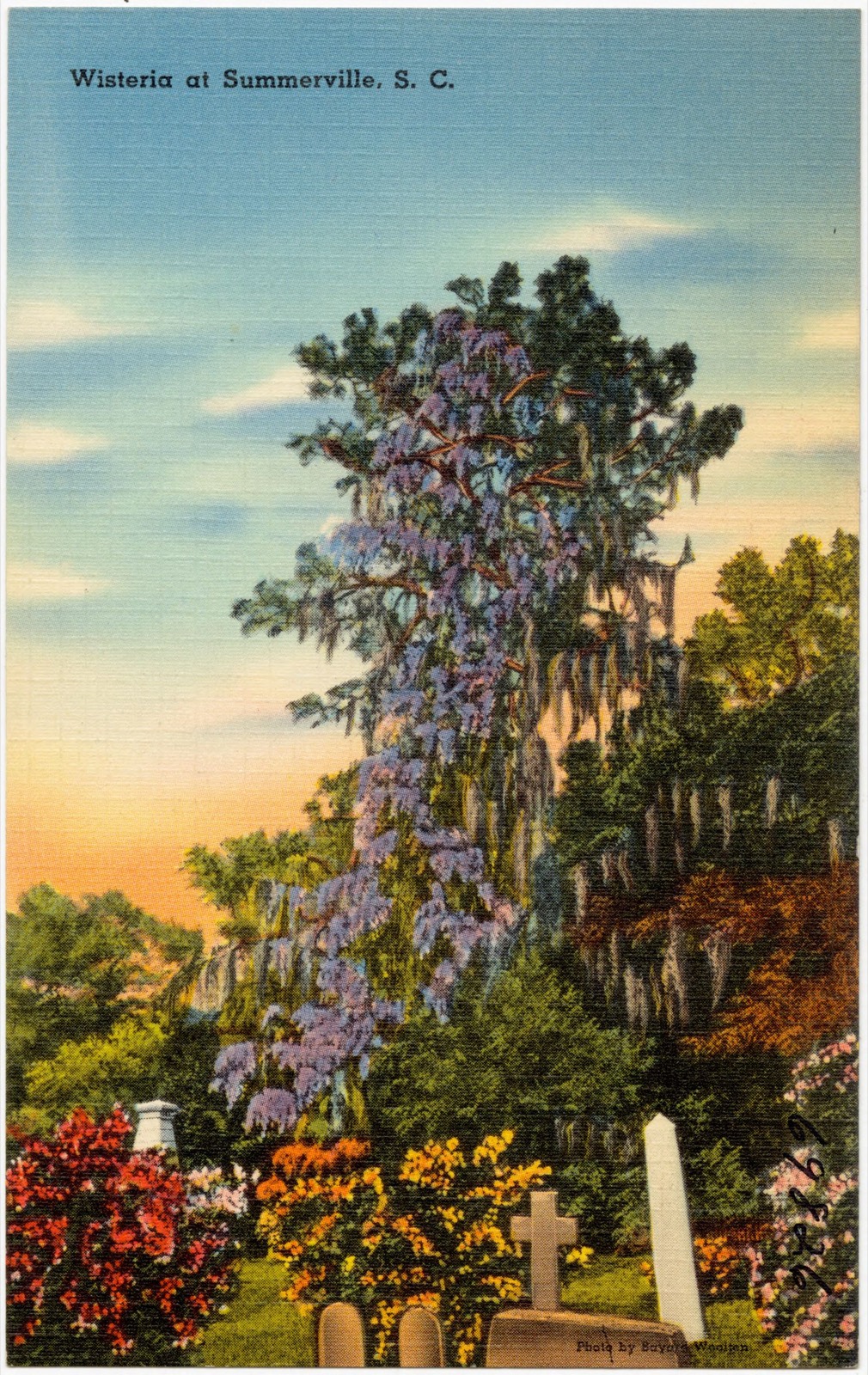 Wisteria at Summerville, S. C., Boston Public Library - undated