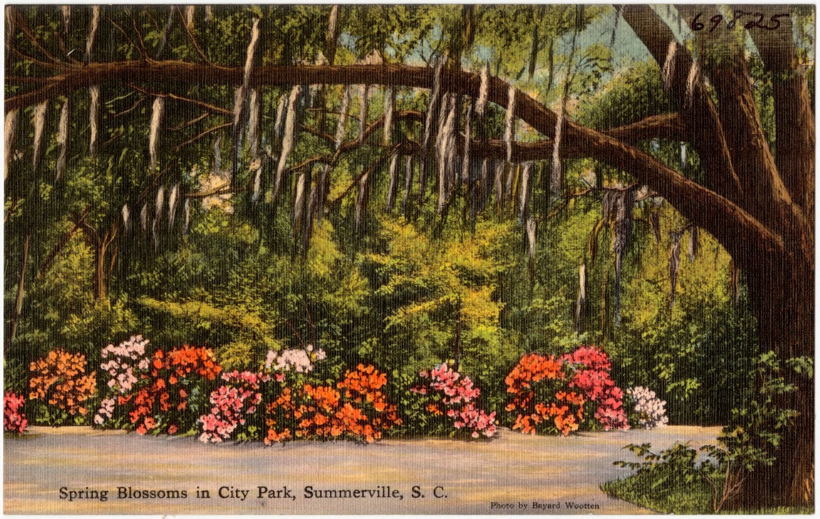 Spring blossoms in City Park, Summerville, S. C., Boston Public Library - undated