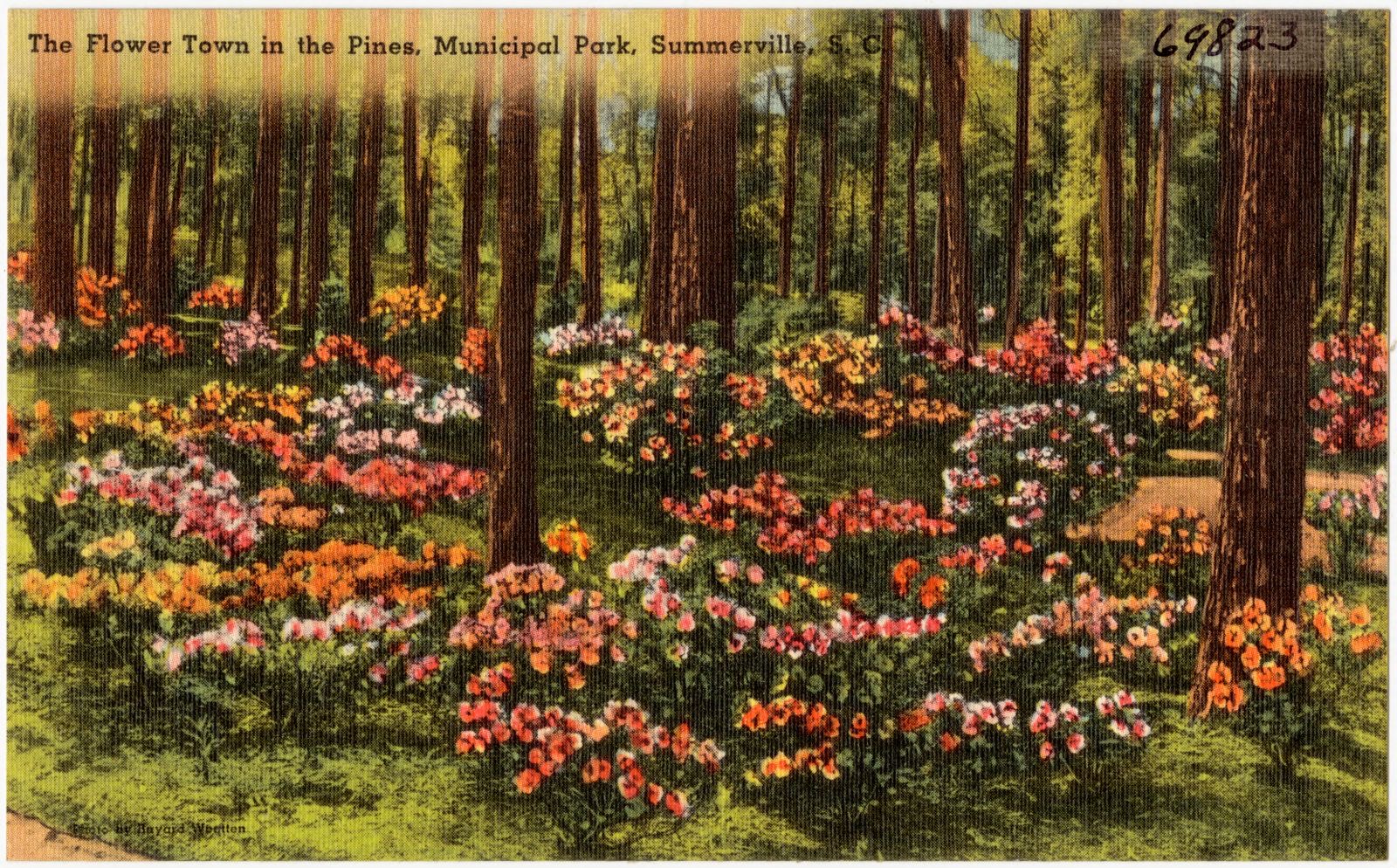 The flower town in the pines, Municipal Park, Summerville, S. C., Boston Public Library - undated