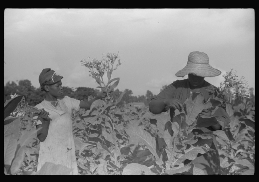 Pauline Clyburn's children, rehabilitation borrowers, coming out of field, Manning, Clarendon County, South Carolina