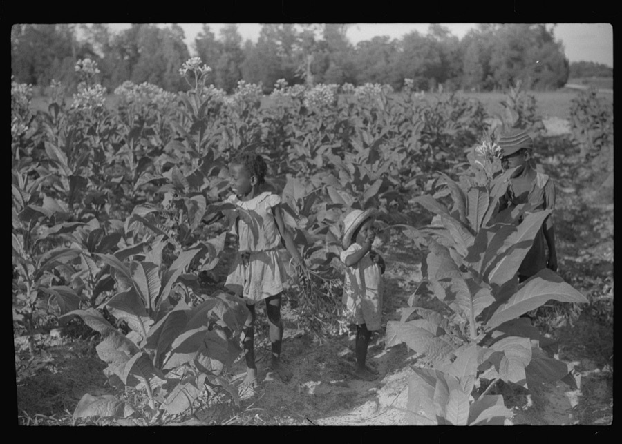Pauline Clyburn's children, rehabilitation borrowers, coming out of field, Manning, Clarendon County, South Carolina