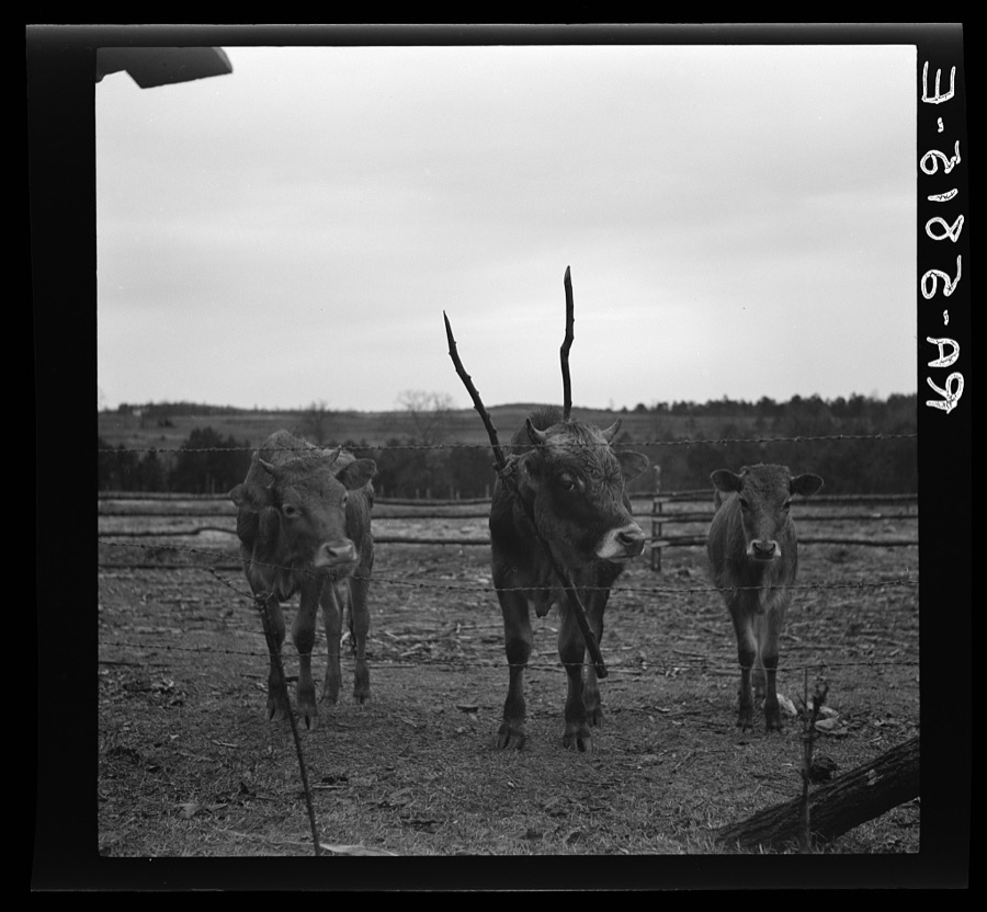 Cows owned by C.N. Morgan, who now lives on the Maverick estate. Pendleton, South Carolina