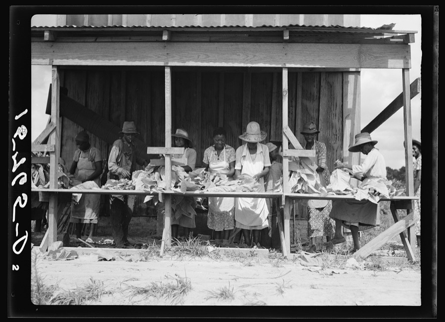 Stringing tobacco. Florence County, South Carolina
