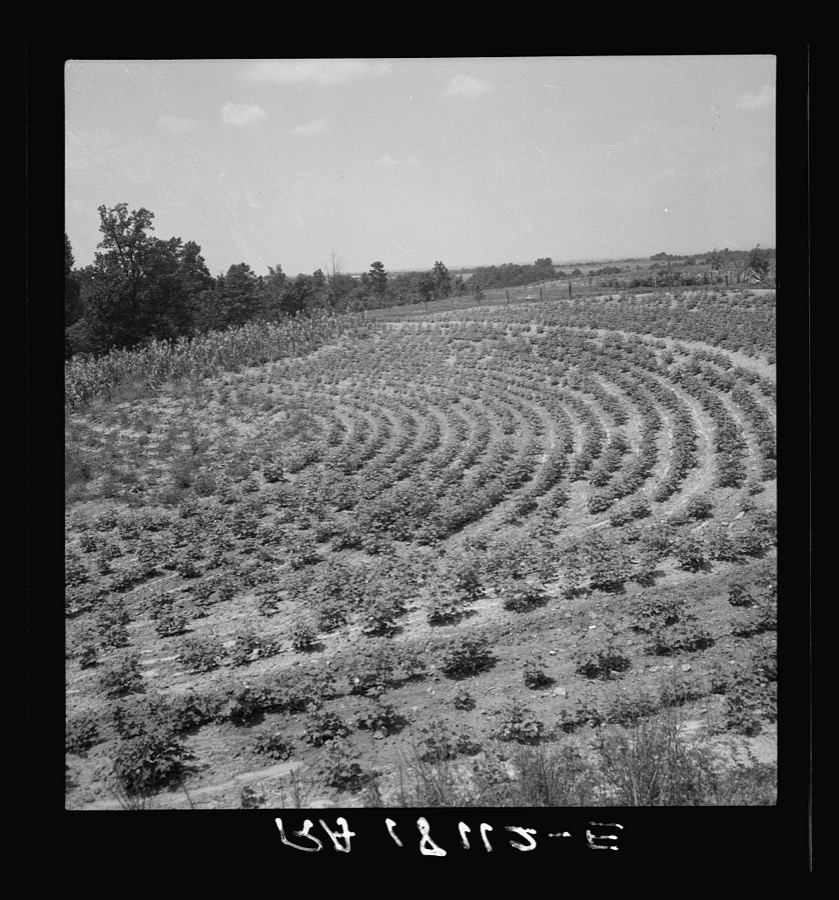 Terraced fields of sharecropper. In 1936 he made seven bales of cotton, half of which went to his landlord. Near Gaffney, South Carolina