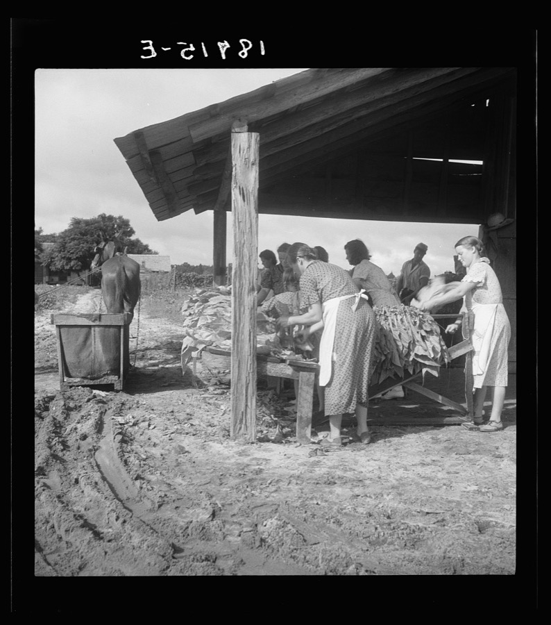 Near Hartsville, South Carolina, sorting and stringing the "golden leaf" at the tobacco barn, preparatory to curing. Note sled by which tobacco is brought to the barn from the field. This sharecropper family has six acres in tobacco, their main cash crop. They will sell this year's crop for about nine hundred dollars, of which they receive one-half