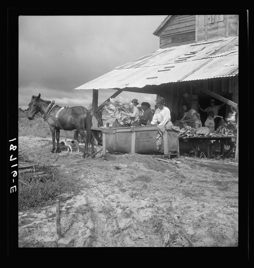 Near Hartsville, South Carolina, sorting and stringing the "golden leaf" at the tobacco barn, preparatory to curing. Note sled by which tobacco is brought to the barn from the field. This sharecropper family has six acres in tobacco, their main cash crop. They will sell this year's crop for about nine hundred dollars, of which they receive one-half