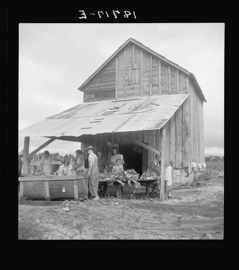 Near Hartsville, South Carolina, sorting and stringing the "golden leaf" at the tobacco barn, preparatory to curing. Note sled by which tobacco is brought to the barn from the field. This sharecropper family has six acres in tobacco, their main cash crop. They will sell this year's crop for about nine hundred dollars, of which they receive one-half